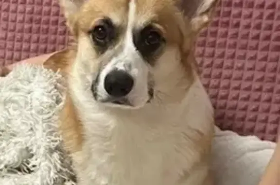 Собаки потеряшки, Богородск, фото: Потеряшка собака, ул. Добролюбова 71, Богородск