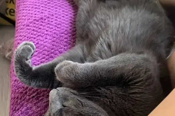 Найдена кошка, Королёв, фото: Кот найден: проспект Королёва, 9, Королёв