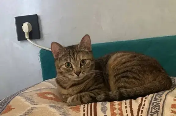 Кошки потеряшки, Клин, фото: Потеряшка кошка на ул. Мечникова, 18, Клин