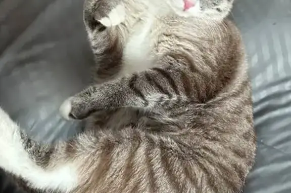 Пропала кошка, Молоковское ш., Мисайлово