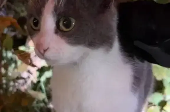 Кошка найдена на ул. Н. Жиганова, Казань