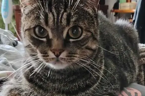 Кошки потеряшки, Санкт-Петербург, фото: Потеряшка серая кошка, Пинегина 17, СПб