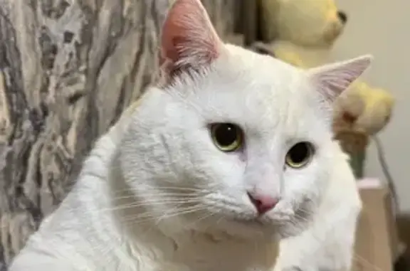 Пропала кошка, Новая ул., 4