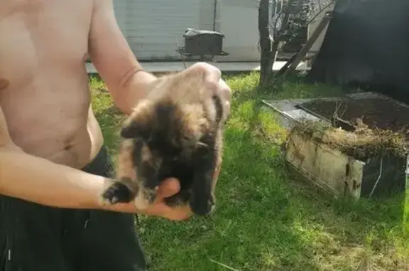 Найдена кошка, Ярославль, фото: Котенок найден: 2-я Парковая, Ярославль