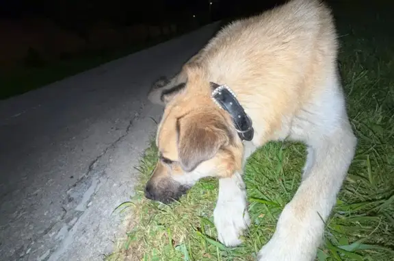 Найдена собака, Тула, Тульская область