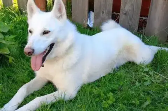 Пропала собака, Головино, Владимирская обл.