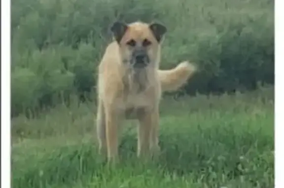 Найдена собака, Хабаровский край, фото: Найдена рыжая собака, Хабаровск