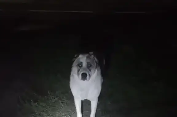 Найдена собака, Песочная улица, Казань