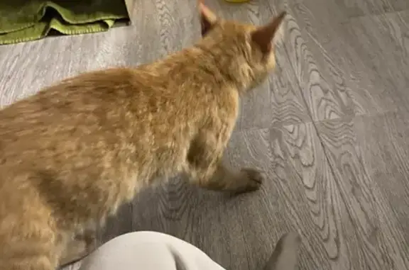 Найдена кошка на Олимпийской 8, подъезд 6