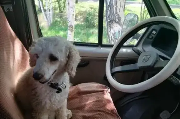 Собаки потеряшки, Красноярск, фото: Потеряшка собака, Красноярск, ул. 193