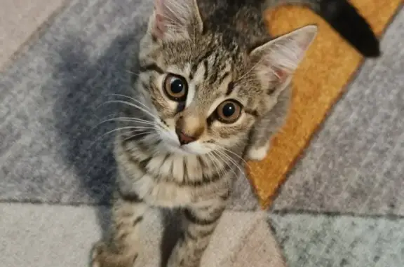 Кошки потеряшки, Мытищи, фото: Потеряшка кошка, ул. Ак. Каргина, 25, Мытищи