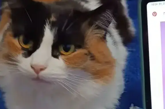 Кошки потеряшки, Ярославль, фото: Потеряшка кошка, ул. Додонова 6 к4, Ярославль