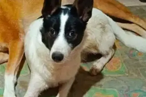 Пропала собака, ул. Рыбалко 117, Пермь