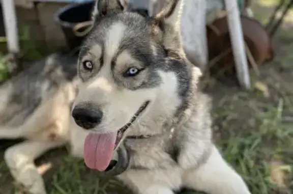 Найдена собака, 1-я Восходящая, Саратов