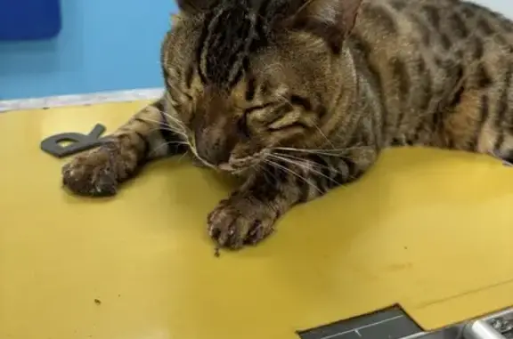 Бенгальская кошка найдена на Тихорецкой, 14