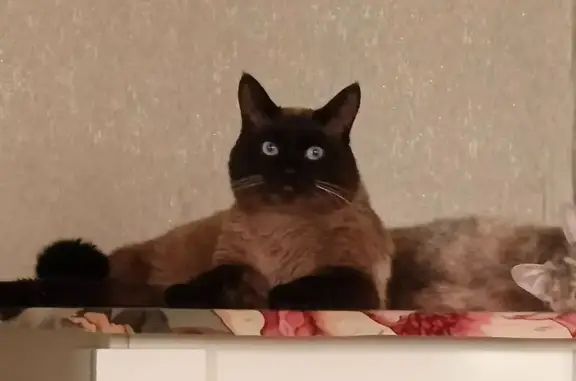 Потерянные животные Бийск, фото: Пропала сиамская кошка, Бийск, Сибирская ул.