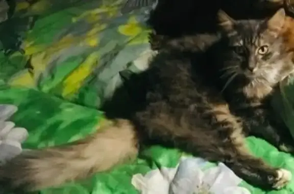 Кошки потеряшки, Архангельск, фото: Потеряшка кот, ул. Победы 118 к1, Архангельск