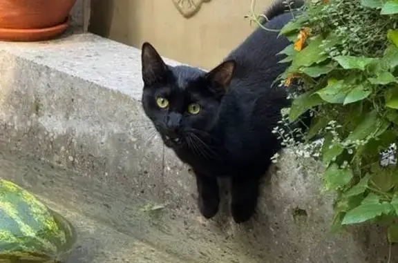 Кошка найдена в парке Юность, Калининград