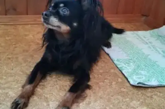 Найдена собака, Тверь, фото: Найдена собака, Кольцевая ул., 66, Тверь