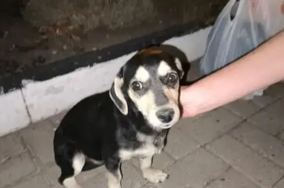 Найдена собака, Ставрополь, фото: Найдена собака, Вокзальная 17, Ставрополь