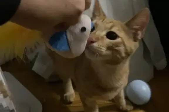 Найдена кошка, Санкт-Петербург, фото: Кошка найдена: Тимуровская ул. 24 к1, СПб