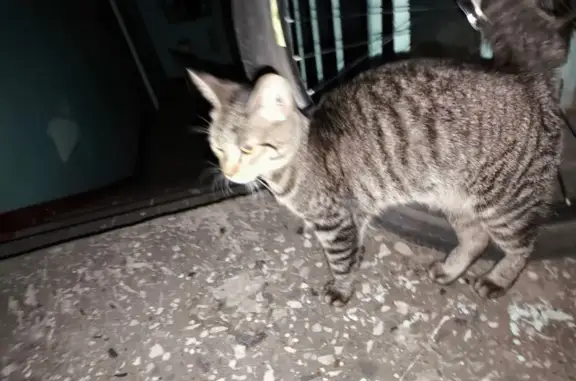 Найдена кошка, Нижний Новгород, фото: Кошка найдена: Баранова 9, Нижний Новгород