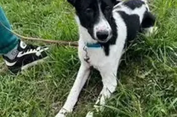 Найдена собака, Краснодарский край, фото: Найдены собаки у станицы Тбилисской