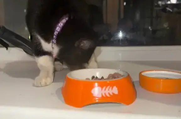 Кошка найдена: б-р Ураева, 4, Йошкар-Ола