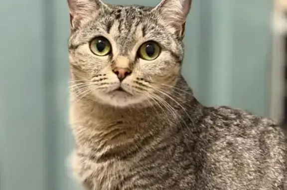 Кошки потеряшки, Москва, фото: Потеряшка кошка, проспект Защитников Москвы, 14