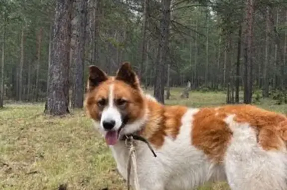 Пропала собака, Усолье-Сибирское