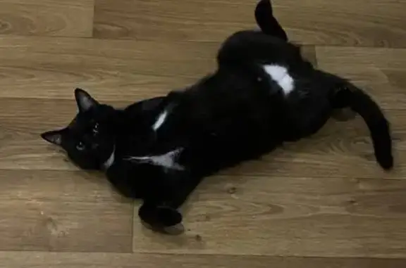 Кошки потеряшки, Тучково, фото: Потеряшка кошка, Тучково, 46К-1152