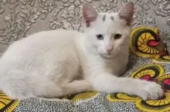 Пропала кошка, ул. Минина, 16, Ярославль