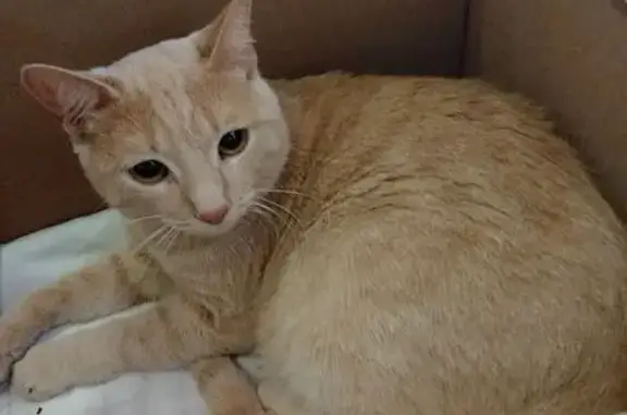 Найдена кошка, Иркутск, фото: Кошка найдена у школы №22, ул. Ржанова