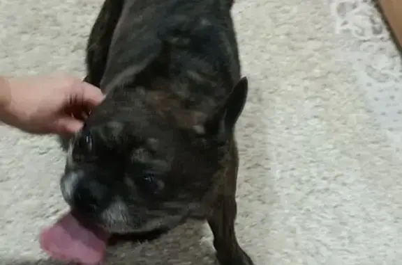 Французский бульдог найден: 8-й Целинный, 19