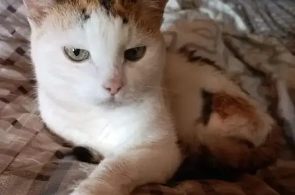 Кошки потеряшки, Томилино, фото: Потеряшка кошка, ул. Толстого, Томилино