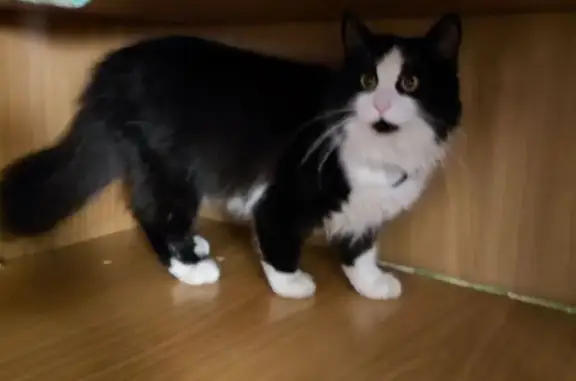 Кошки потеряшки, Псков, фото: Потеряшка кошка, Подвишенская ул., Псков