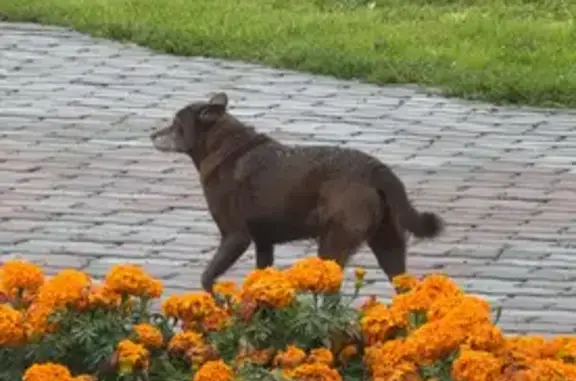 Собака найдена у Молокова, 3/1, Красноярск