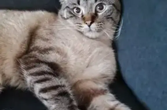 Кошки потеряшки, Казань, фото: Потеряшка кошка, ул. Усманова 25, Казань