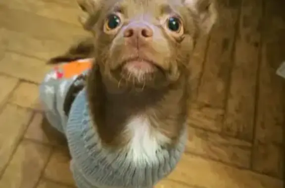 Собаки потеряшки, Колпино, фото: Потеряшка собака, Новгородская ул., Колпино