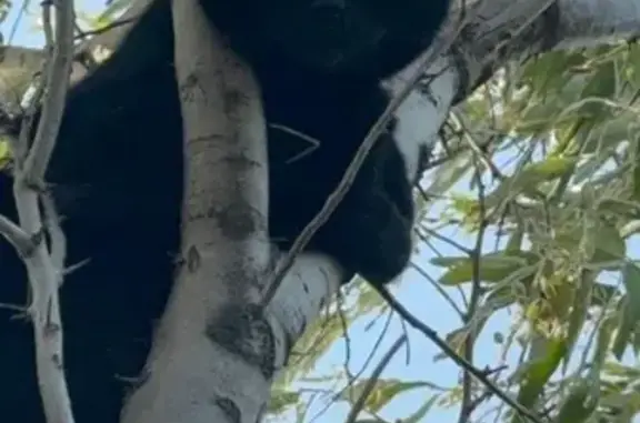 Кошки потеряшки, Веселовка, фото: Потеряшка черная кошка на ул. Морская, Веселовка