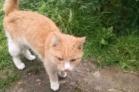 Найдена кошка, Красноярск, фото: Найдена кошка, Светлогорская ул., Крск