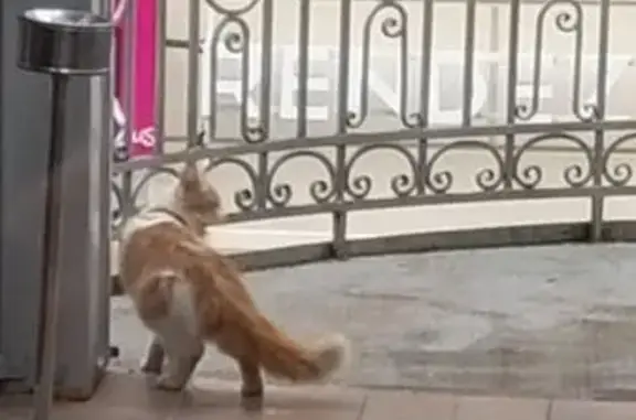 Найдена кошка, Ярославль, фото: Кошка найдена: ул. Победы, 41, Ярославль