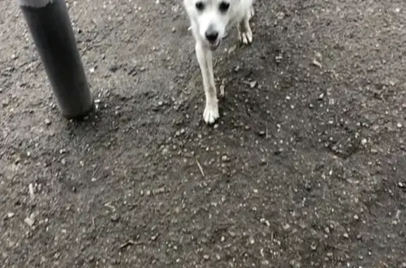 Потеряна собака, пр. Мира 56Б, Томск