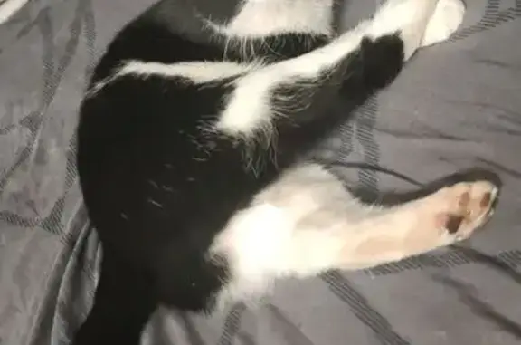 Кошки потеряшки, Тамбовская область, фото: Потеряшка кошка, Мичуринск, Тамбовская обл.