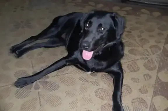 Найдена собака, Первоуральск, фото: Собака найдена на ул. Огнеупорщиков