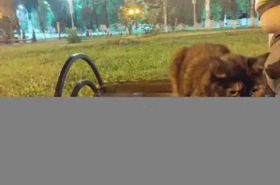 Кошка найдена: ул. Дуки, 8, Брянск