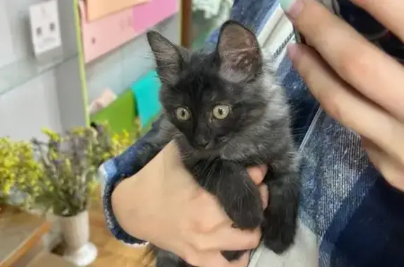 Котенок найден: ул. Маркина, 52, Астрахань