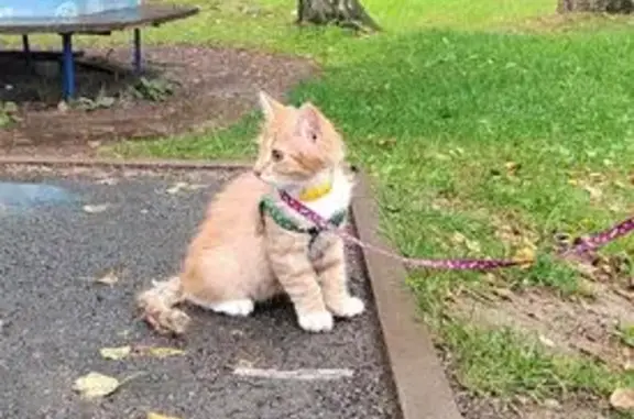 Пропала кошка, Лагуна Игумное, 46Н-09243