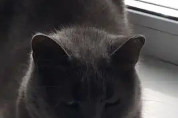 Кошки потеряшки, , фото: Потеряшка кошка, ул. Толстого, 5, Лениногорск