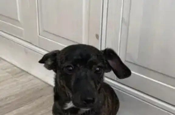 Собака найдена на ул. Гагарина, Новотроицк